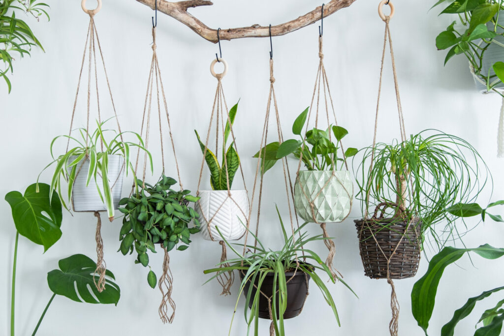 استخدم النباتات المعلقة لتزيين جدارك